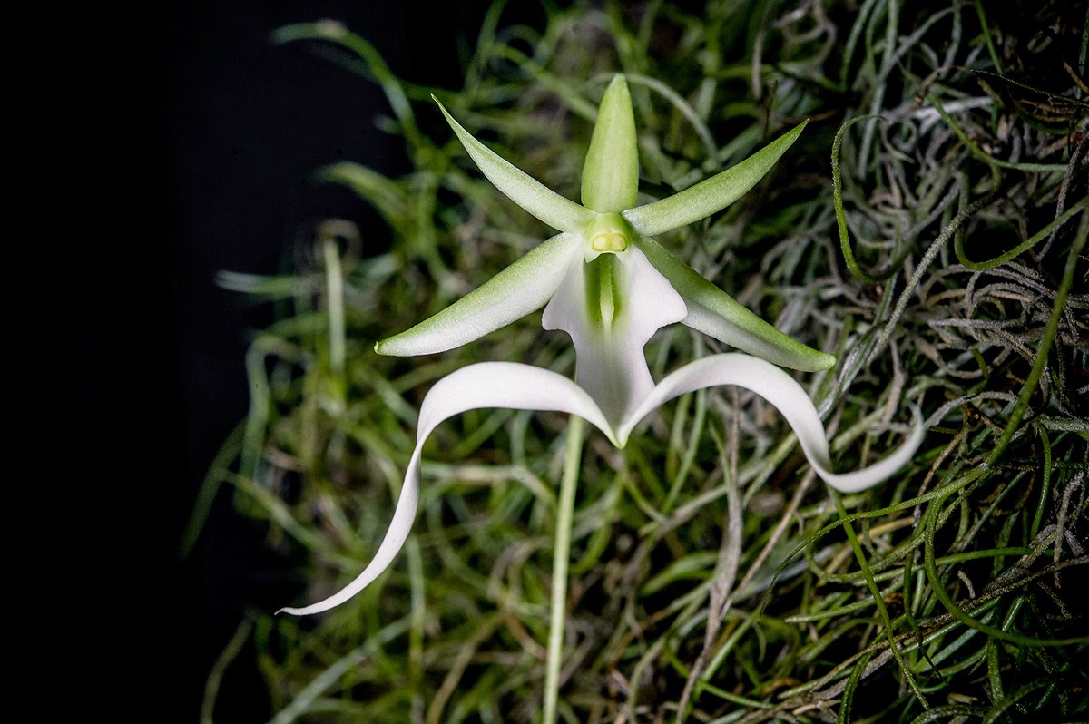 Phong lan ma - Epipogium aphyllum