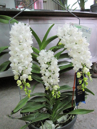 Giáng hương bạch nhạn - Aerides odorata var alba