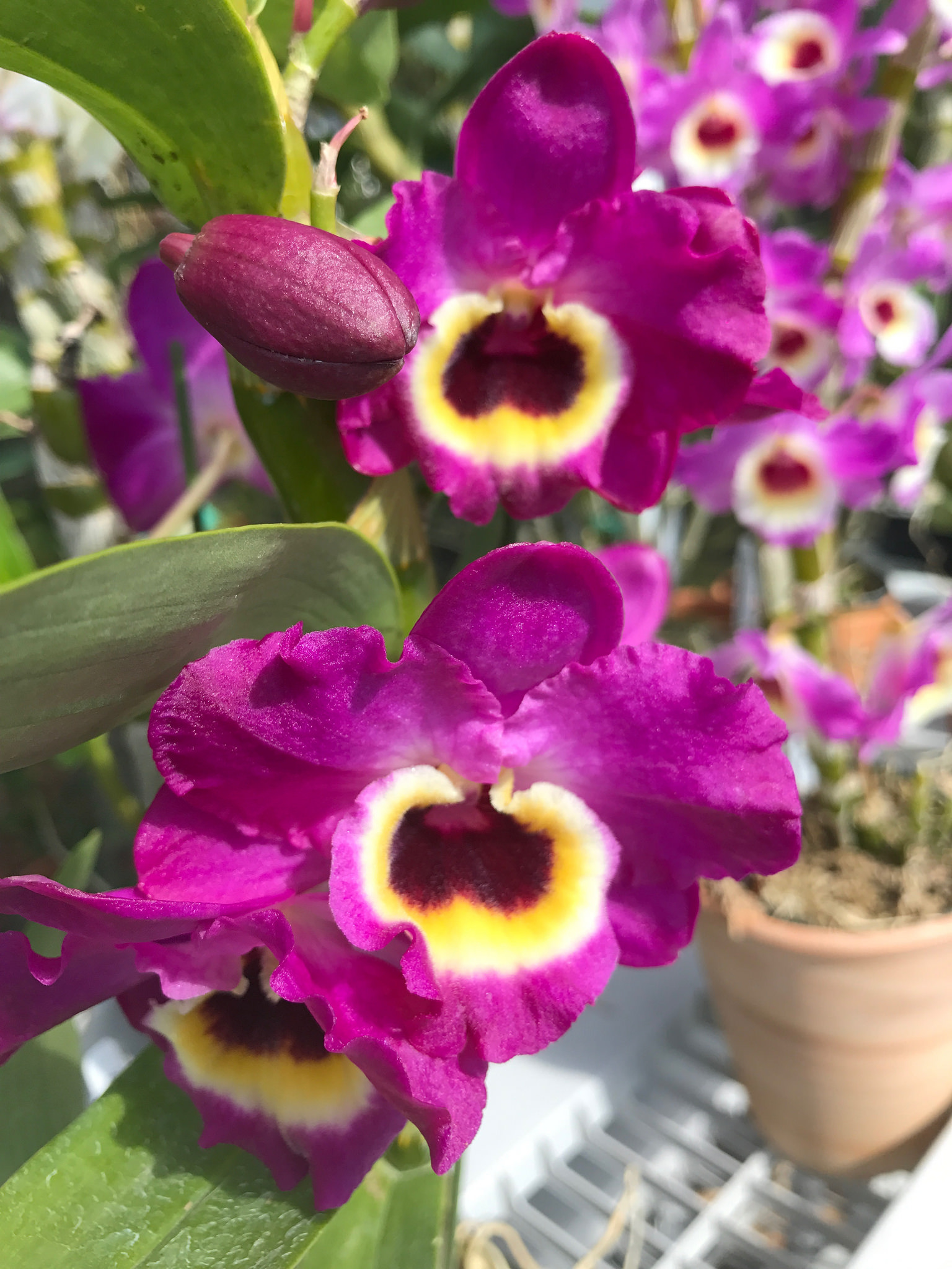 Dendro Xuân - Dendrobium Nobile Yamamoto