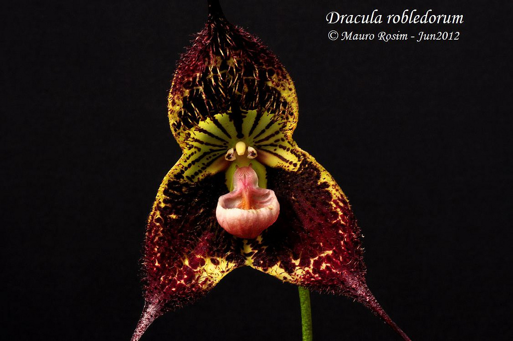 Phong lan mặt quỷ - Dracula