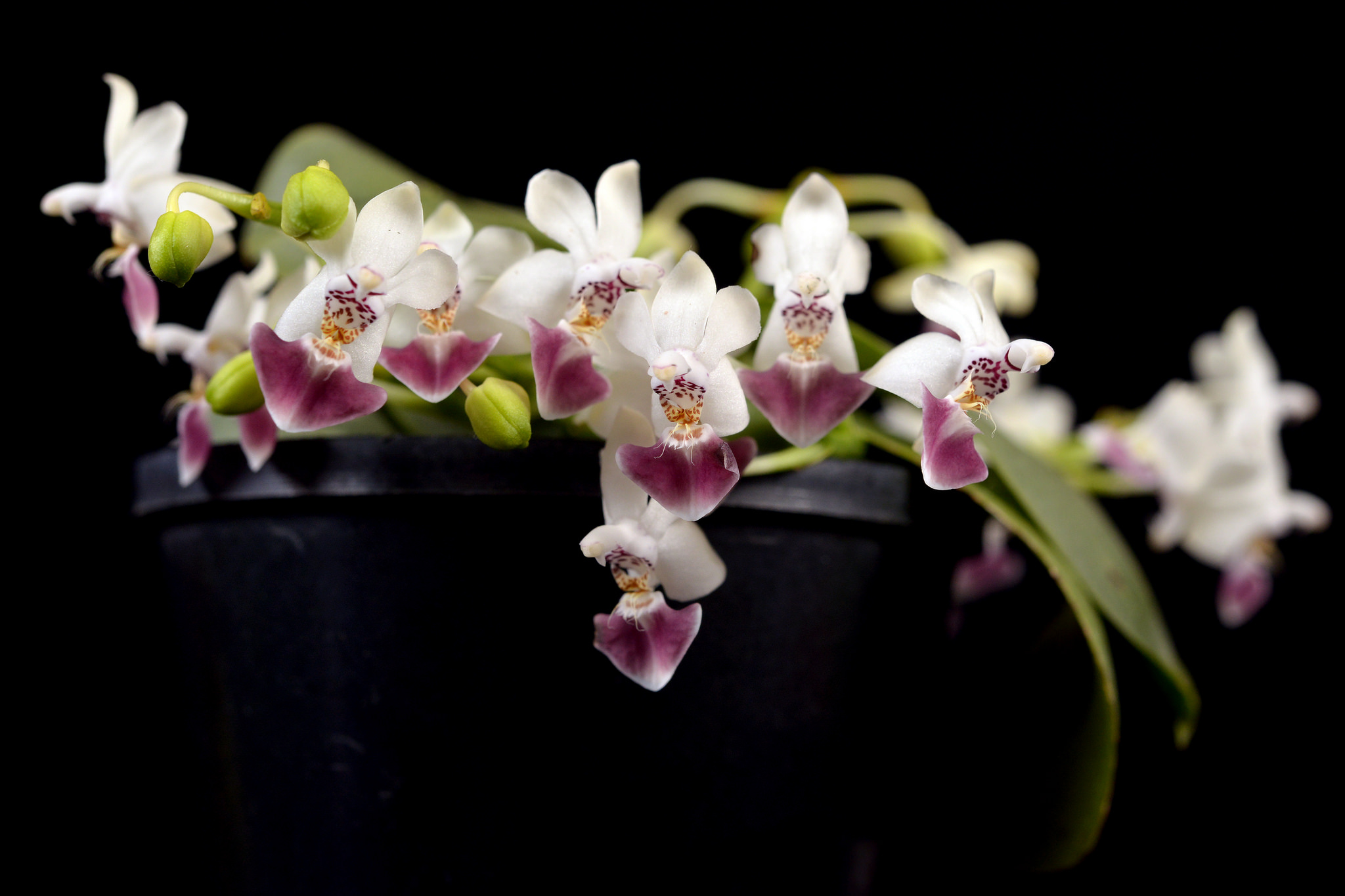 Phal. Victoria\'s Lace Орхидея