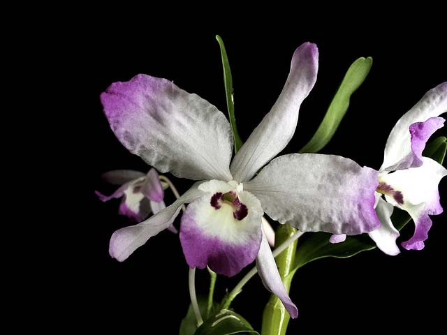 Ngọc vạn vòi lục - Dendrobium chlorostylum