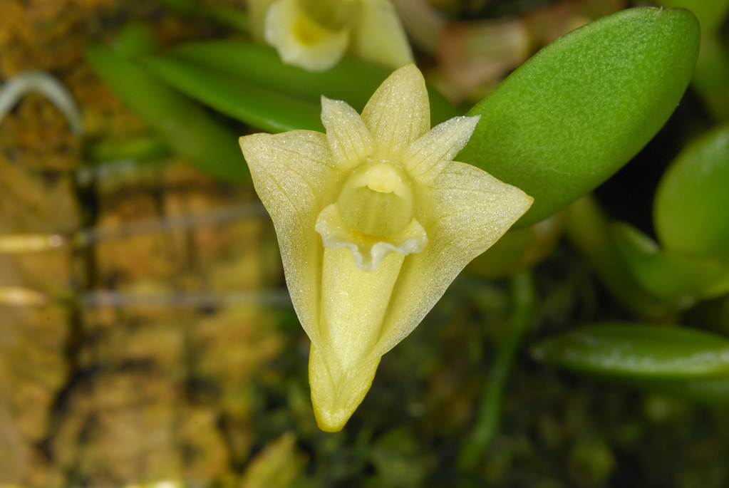 Hoàng thảo vuông - Dendrobium hymenanthum