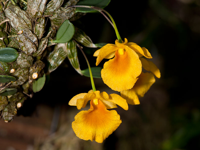 Hoàng thảo Vảy cá - Dendrobium jenkinsii