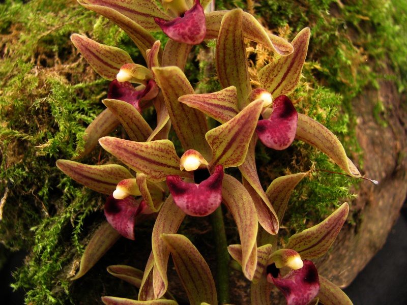 Lan kiếm gấm ngũ hổ - Cymbidium devonianum