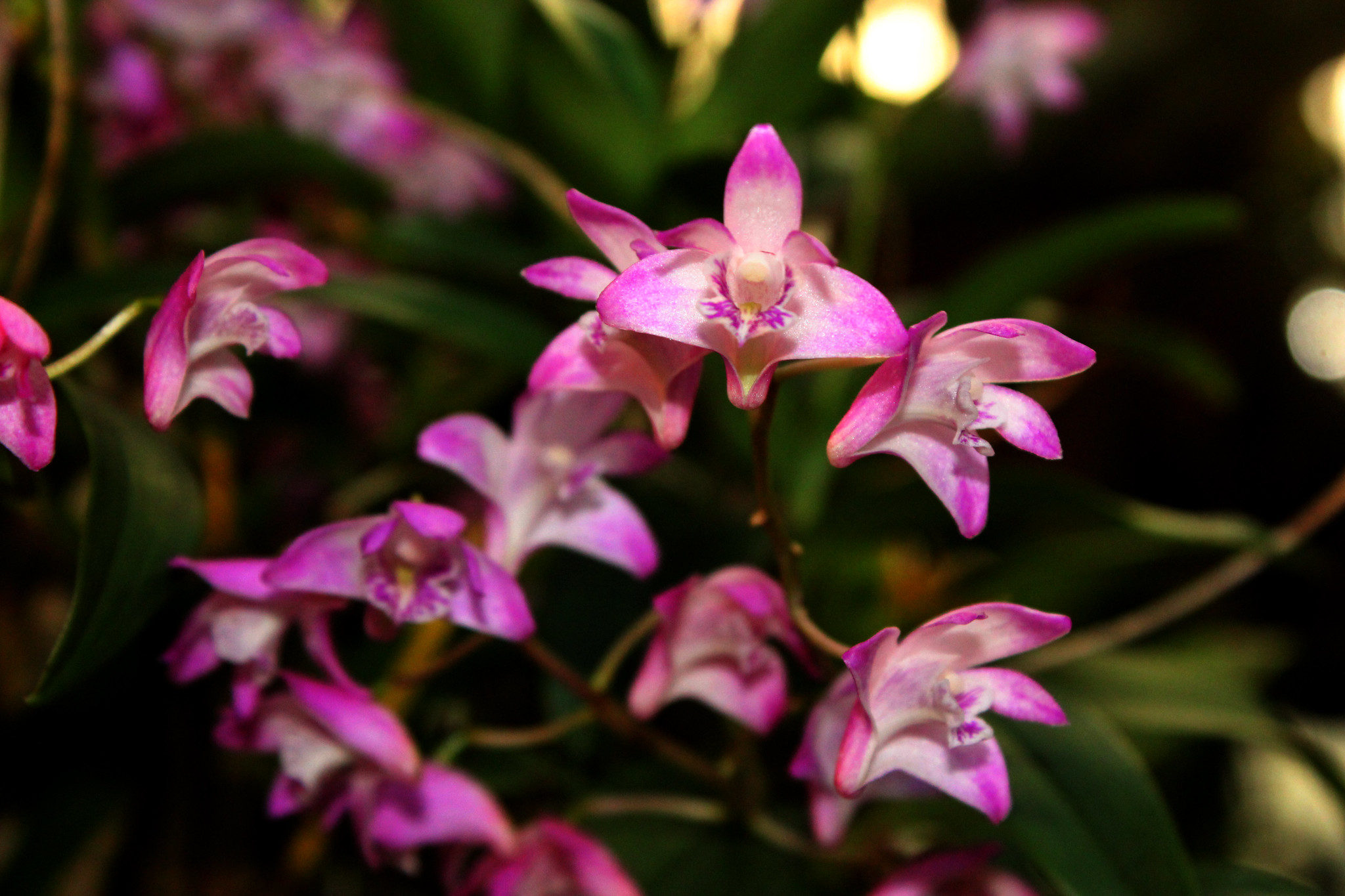Lan Dendrobium kingianum