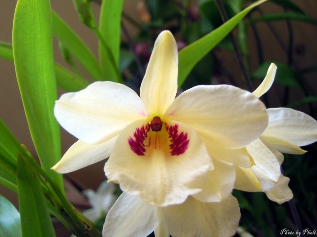 Kim điệp trắng họng đỏ-Dendrobium Albosanguineum