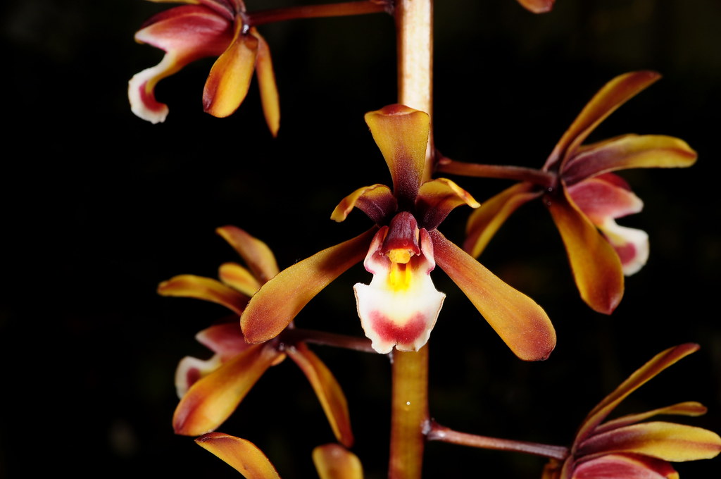 Lan Kiếm Tiên Vũ - Cymbidium finlaysonianum
