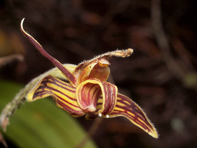 Lan len giả nhung - Eriodes barbata