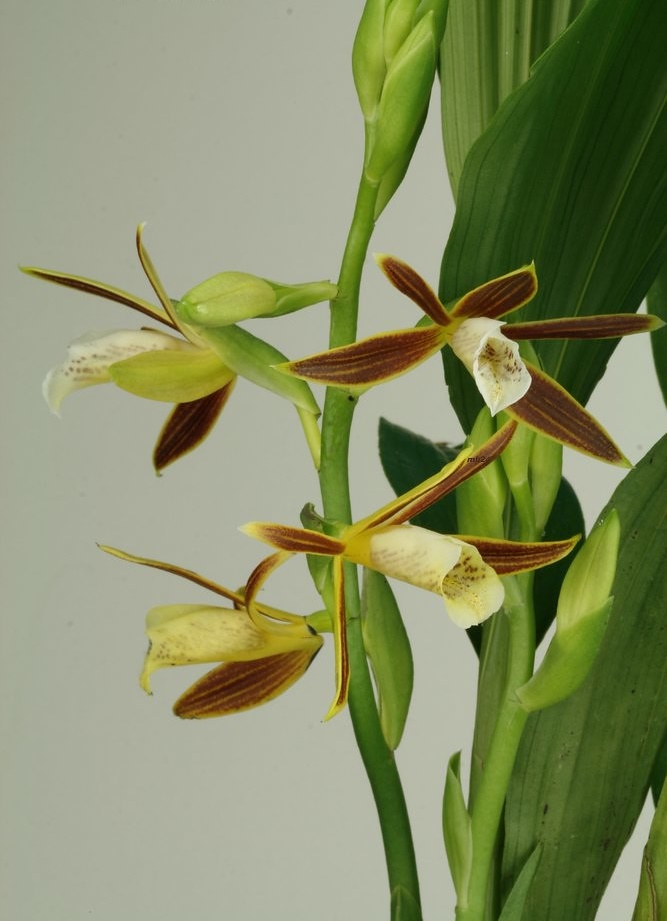 Hạc đính nâu vàng- Phaius Indigoferus