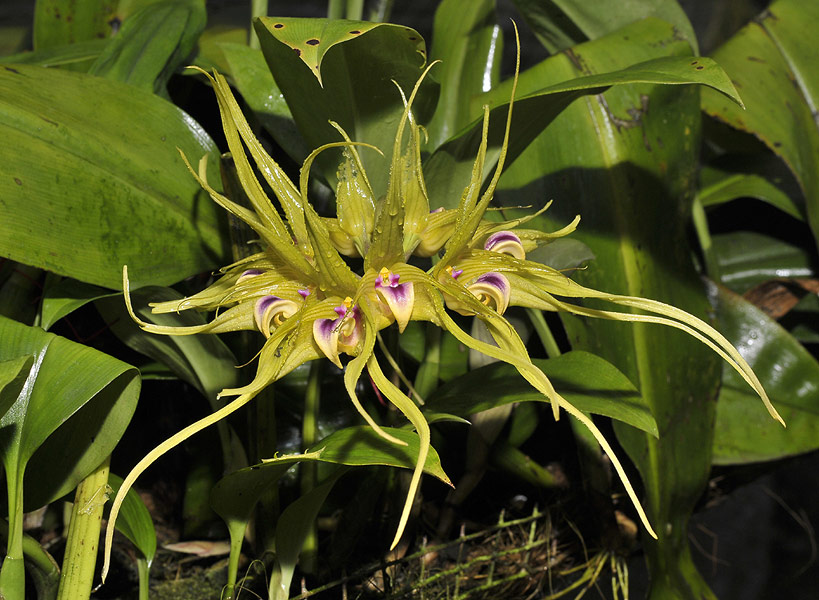 Lan lọng - Bulbophyllum virescens