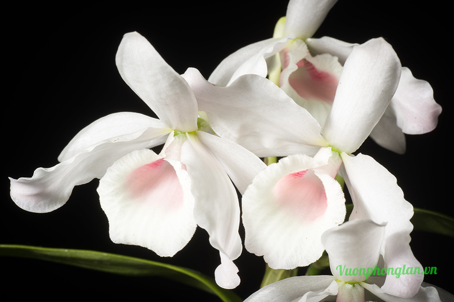 Hoàng thảo Carnea - Dendrobium nobile Carnea
