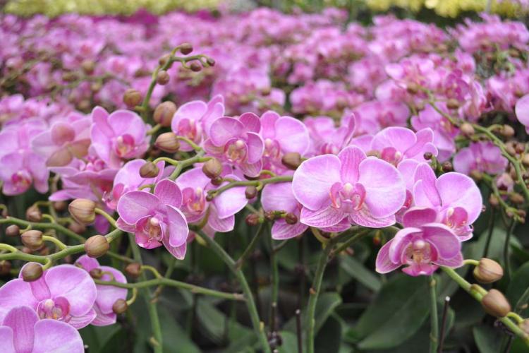 Đại Hồ Điệp mini