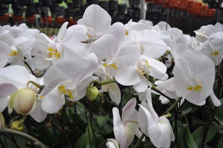 phong lan đại hồ điệp trắng