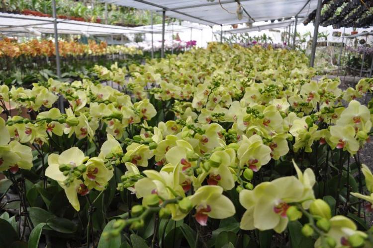 Hoa phong lan Đại Hồ Điệp