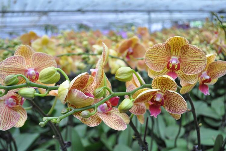 Lan Đại Hồ Điệp chuẩn bị đón Tết