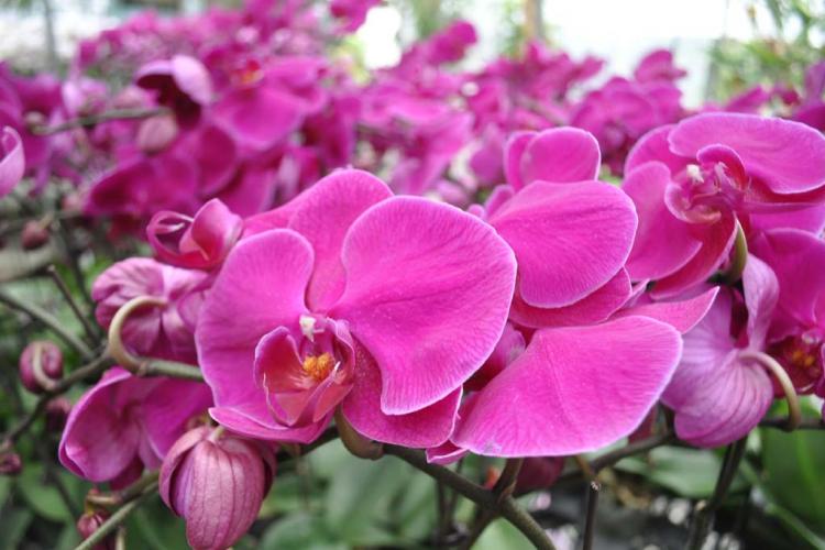 Đại Hồ Điệp Tím